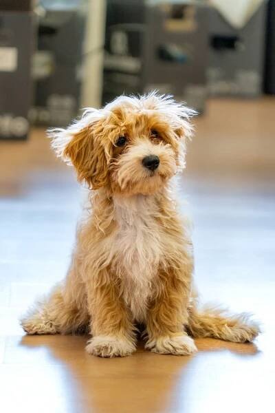 maltipoo - Magazín - Zampi