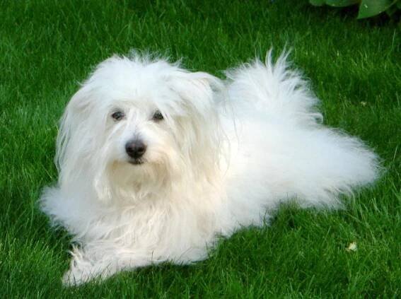 Coton de Tulear – Wikipedie