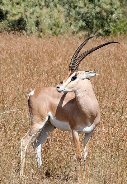 Südliche Grant-Gazelle