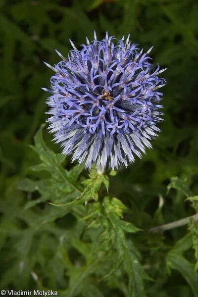 Echinops ritro – bělotrn modrý