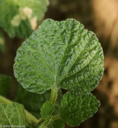 Marrubium vulgare – jablečník obecný