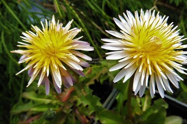 Taraxacum pseudoroseum - růžová pampeliška Zahradnictví Krulichovi - zahradnictví, květinářství, trvalky, skalničky, bylinky