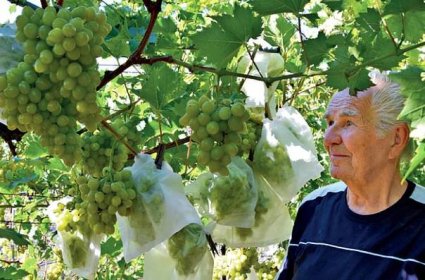 Sladké hrozny Františka Jonáše: V Kolíně pěstuje stolní odrůdy révy |  Zahrádkář