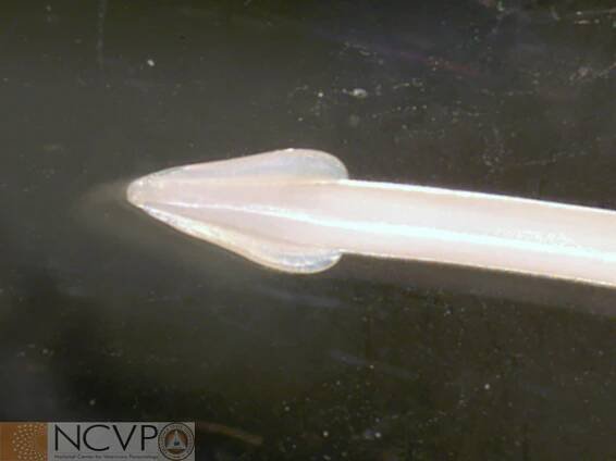 Roundworms in Small Animals - Digestive System - Merck Veterinary Manual