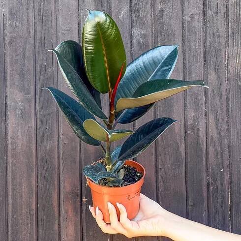 Ficus | zahradnici.sk