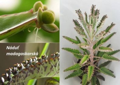 three pictures with different types of plants and their names in russian, english or german