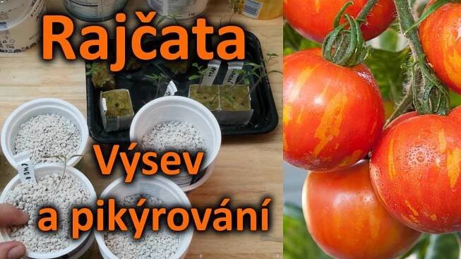 Rajčata - Výsev a klíčení