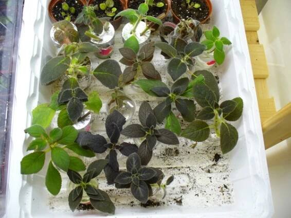 gesneriaceae, podpětovité, saintpaulia, STREPTOCARPUS | pěstování a množení