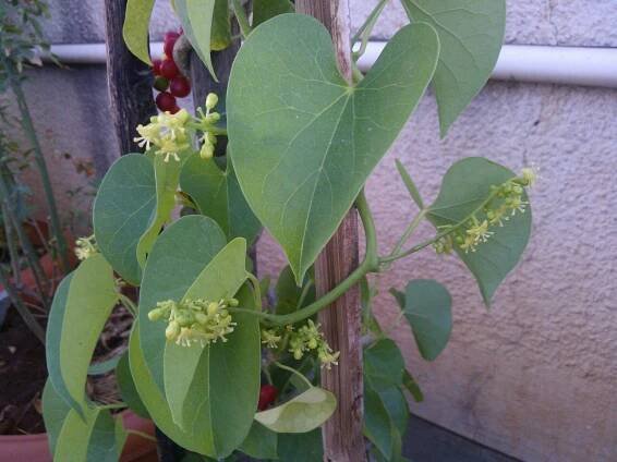 Tinospora cordifolia – eFlora of India