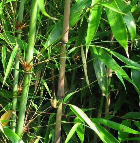 Fargesia robusta 'Wolong'
