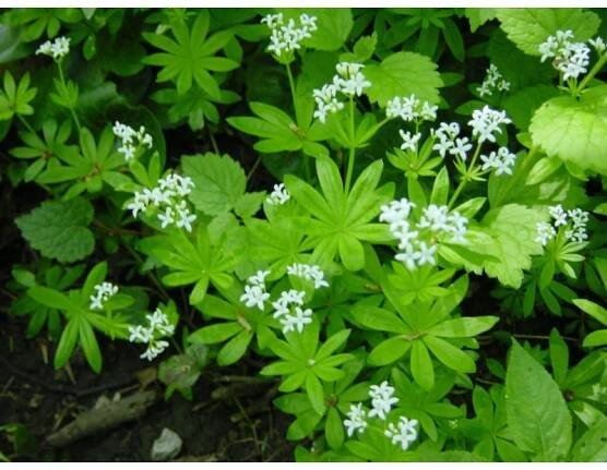 Asperula odorata - mařinka vonná