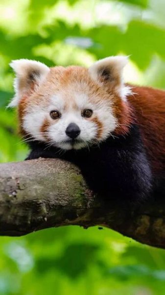 7 places where you can see the endangered red pandas in India