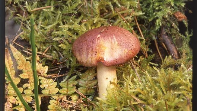 Šafránka červenožlutá / Tricholomopsis rutilans