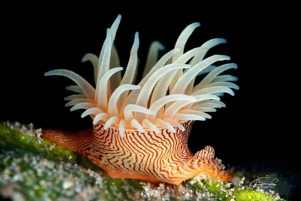 Tiger Anemone