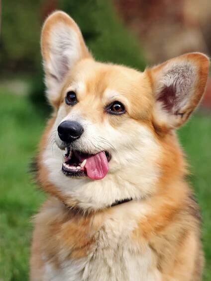 Category:Pembroke Welsh Corgi - Wikimedia Commons