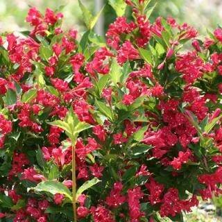 Weigela Red Prince  - vajgélie