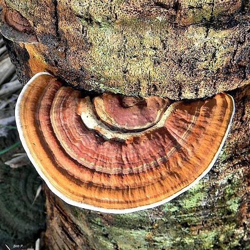 Ganoderma zonatum