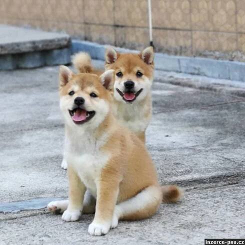 Shiba inu PP FCI