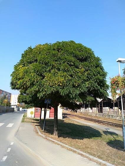 Obrázek - Robinia pseudoacacia 'Umbraculifera' (trnovník akát) | BioLib.cz