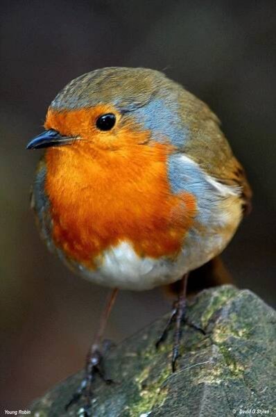 a close up of a small bird on a rock