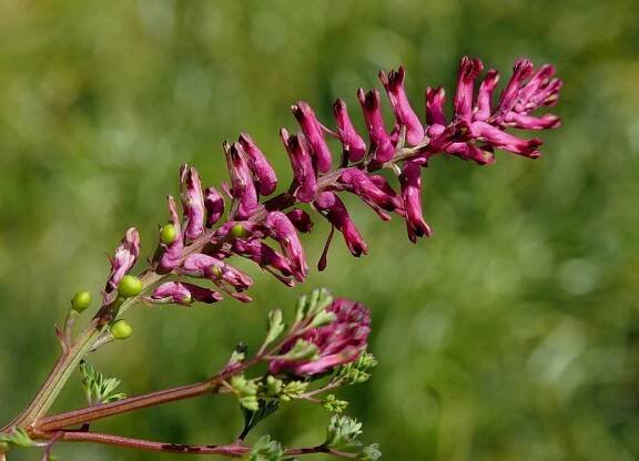 Zemdm lkask Fumaria officinalis | Blanokdl v Praze