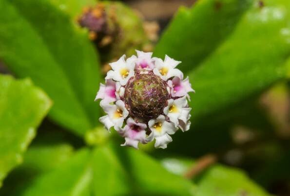 Hunigondi Filaa – Phyla nodiflora - Dhiveshi