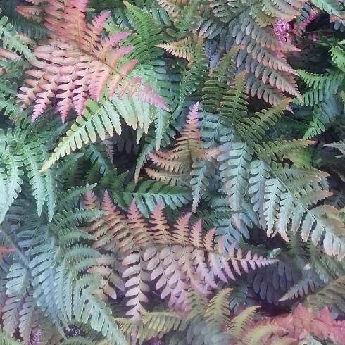 Dryopteris erythrosora | Kapradiny |Zahradnictví Franc 