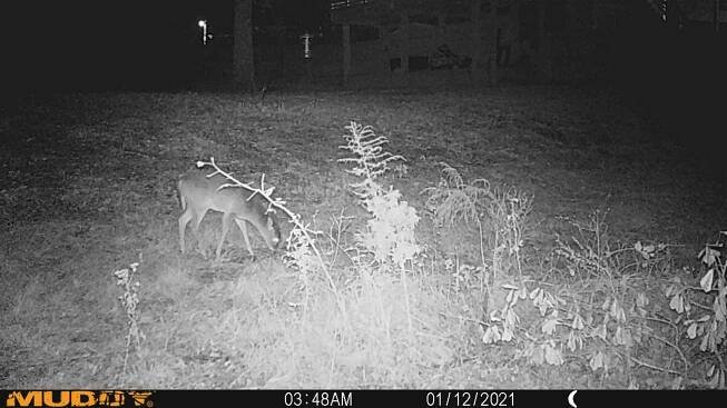 » Deer