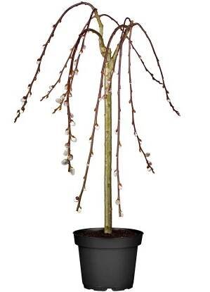 Převislá vrba jíva "Pendula" výška cca 50 cm - 60 cm květináč cca 3 l Salix