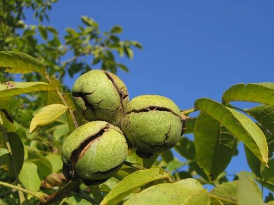 Soubor:Noix en automne - Juglans regia - 015.JPG