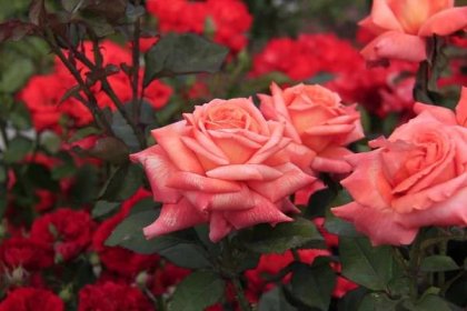 Výsadba a péče o hybridní čajové růže