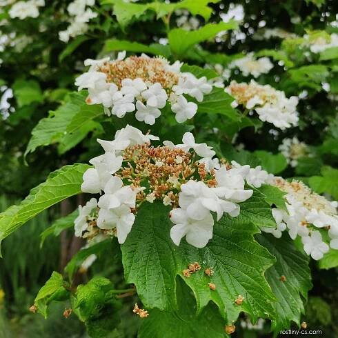 Kalina obecná (Viburnum opulus)