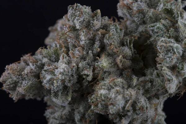 Top-Shelf Cannabis Strains | Pesticide-Free & Flavorful - Khush Kush