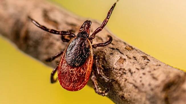 Ticks