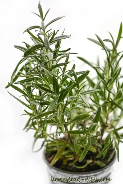 Tips for growing rosemary indoors in the winter.