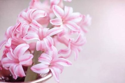 Hyacinty můžete pěstovat i bez květináče