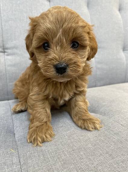 Cavapoochons | Licensed Breeders Cavapoochon UK