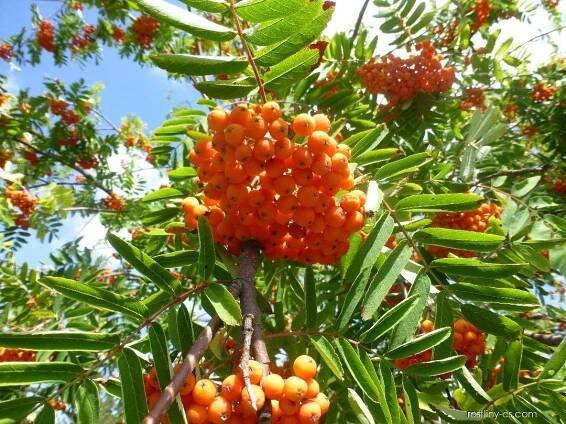 Jeřáb obecný, ptačí - Sorbus aucuparia Edulis, plody, plodenství