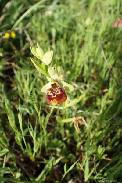Tořič čmelákovitý - Ophrys holoserica subsp. elatior