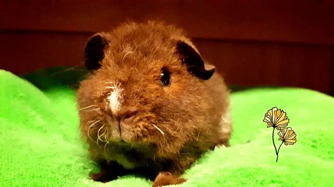 20231120_093520 – Cavia Carnea