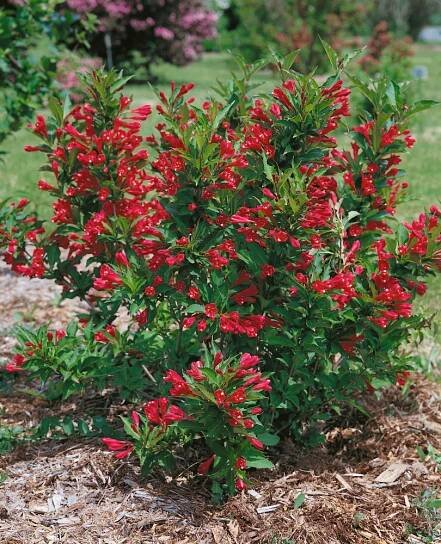 Weigela florida ´Red Prince´ / Vajgélie květnatá, K9