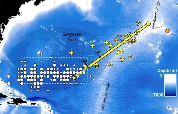 All Eels in America and Europe Come From the Bermuda Triangle