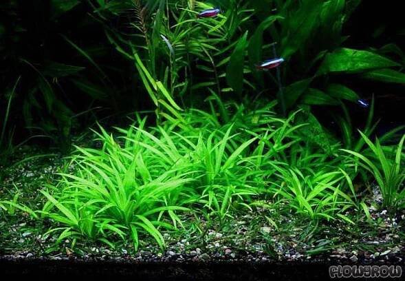Echinodorus latifolius - Šípatkovec širokolistý