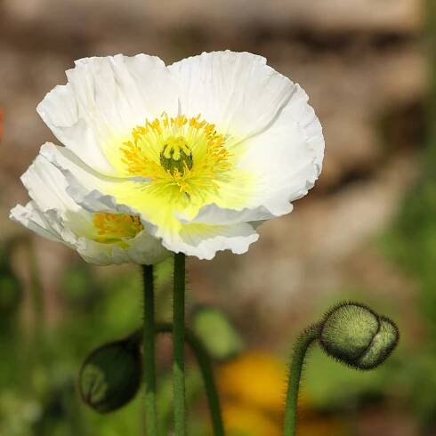 Mák bílý Bridal Silk - Papaver rhoeas - semena máku - 150 ks od 37 Kč - Heureka.cz