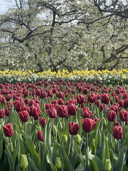 Keukenhof photo