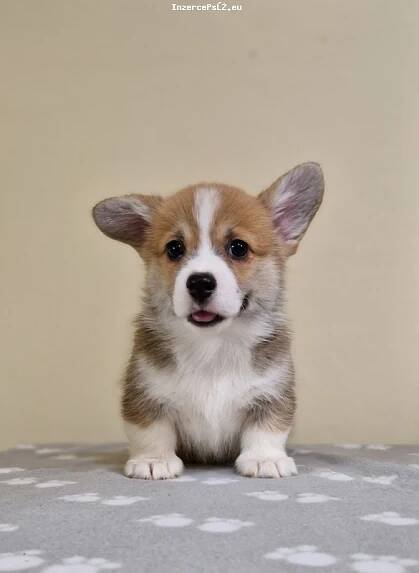 Welsh Corgi Pembroke štěňata
