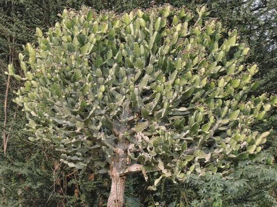 Euphorbia antiquorum (Antique Spurge)