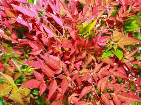 Nandina domácí 'Obsessed'