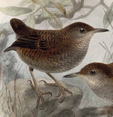 Northern nightingale-wren