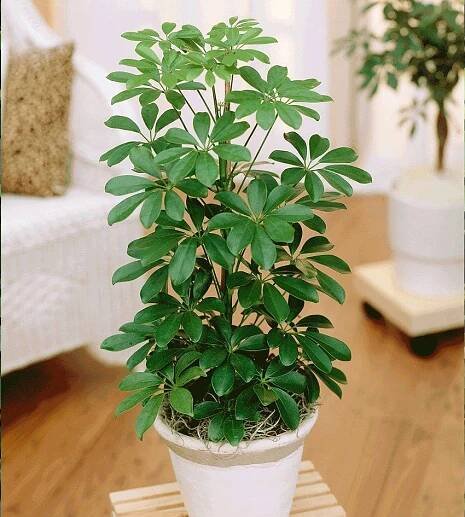 Chameleon Husbandry: Safe Cage Plants